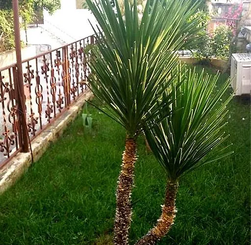 Dora Split